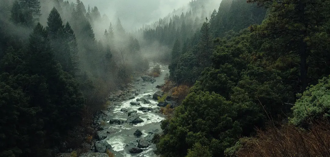 Naturbelassener Wald mit kleinem Fluss