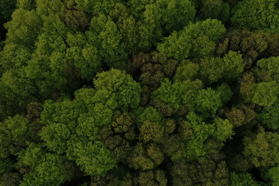 Wald in der Vogelperspektive