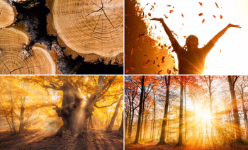 Collage aus vier Bildern auf denen Holz und Wälder abgebildet sind.