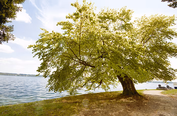 Ein großer Baum steht an einem Seeufer und neigt sich Richtung Wasser.