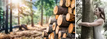 Gestappelte Baumstämme im Wald, daneben eine Frau die einen Baum umarmt und küsst.