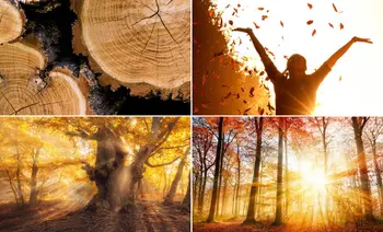 Collage aus vier Bildern auf denen Holz und Wälder abgebildet sind.