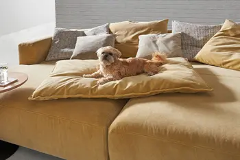 Gelbes Design Daybed mit passendem Kissen extra für Haustiere, auf dem ein Hund liegt.