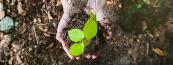 Hände mit Setzling darin