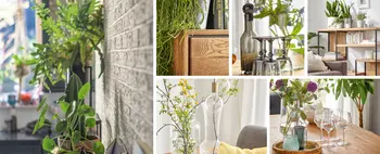 Collage aus 6 Bildern, auf denen viele Zimmerpflanzen und Massivholzmöbel zu sehen sind.
