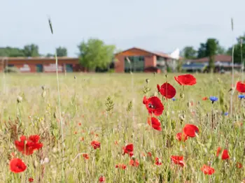 Blumen auf der Streuobstwiese neben dem wöm