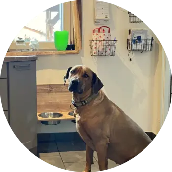 Portrait des Hundes von Familie Junge