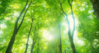 Sonnenlicht scheint durch grüne Baumkronen im Wald.