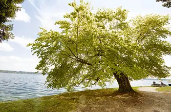 Ein großer Baum steht an einem Seeufer und neigt sich Richtung Wasser.