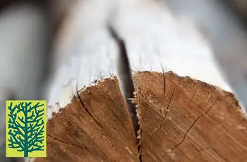 Baumstamm Massivholz bereit zur Weiterverarbeitung - ohne Rinde.