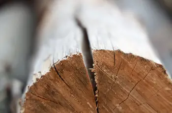 Ansicht eines liegenden Baumstammes aus der Nähe, der gespalten ist.